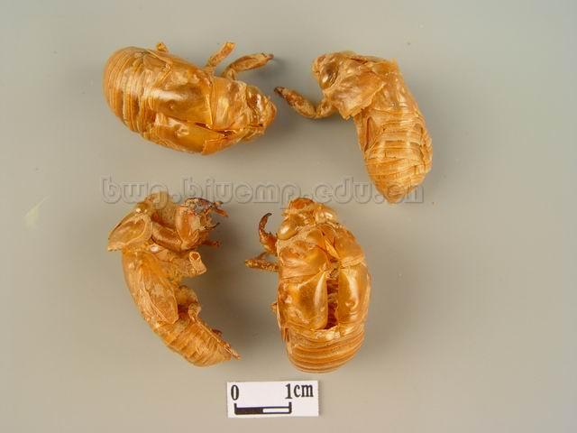  黑蚱/蝉壳/枯蝉/蝉衣/知了皮/Periostracum Cicadae/Cryptotympana pustulata Fabricius./蝉蜕 