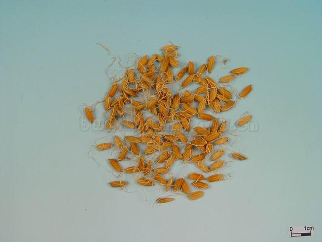  稻/蘖米/谷蘖/稻蘖/谷芽/Fructus Oryzae Germinatus/Oryza sativa L./稻芽 