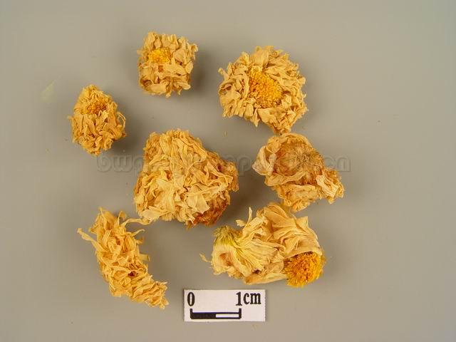 菊/甘菊/家菊/白菊花/滁菊花/杭菊花/贡药花/甜菊花/Flos Chrysanthemi/Chrysanthemum morifolium Ramat./杭白菊/亳菊/贡菊/祁菊/滁菊