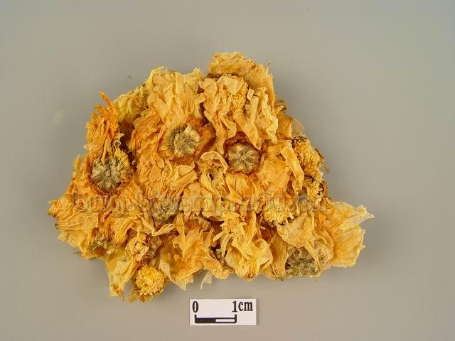 菊/甘菊/家菊/白菊花/滁菊花/杭菊花/贡药花/甜菊花/Flos Chrysanthemi/Chrysanthemum morifolium Ramat./杭白菊/亳菊/贡菊/祁菊/滁菊