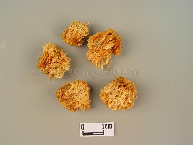 菊/甘菊/家菊/白菊花/滁菊花/杭菊花/贡药花/甜菊花/Flos Chrysanthemi/Chrysanthemum morifolium Ramat./杭白菊/亳菊/贡菊/祁菊/滁菊