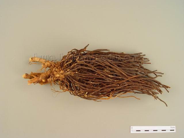  威灵仙/棉团铁线莲/东北铁线莲/灵仙/Radix et Rhizoma Clematidis/Clematis chinensis Osbeck/Clematis hexapetala Pall./Clematis manshurica Rupr./ 