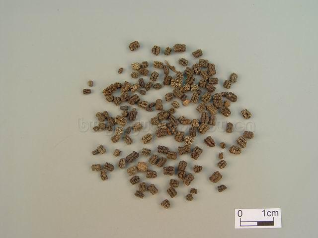 家蚕蛾/原蚕屎/晚蚕沙/蚕屎/Faeces Bombyx/Bombyx mori Linnaeus/蚕砂