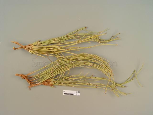草麻黄/中麻黄/木贼麻黄/龙沙/狗骨/Herba Ephedrae/Ephedra sinica Stapf/Ephedra intermedia Schrenk et C.A.Mey./Ephedra equisetina Bge./麻黄咀/炙麻黄咀
