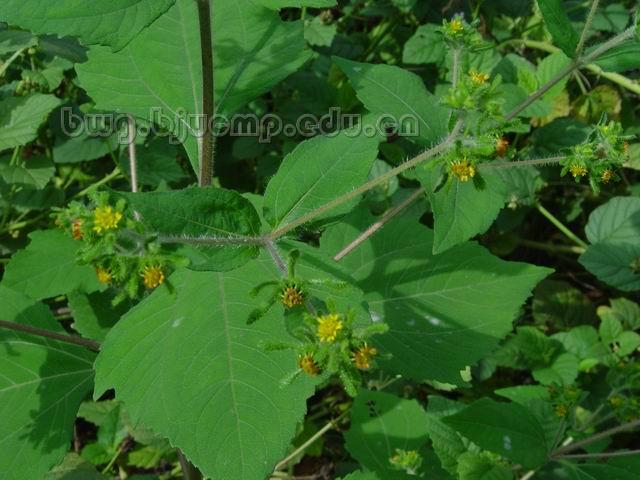  豨莶/腺梗豨莶/毛梗稀莶/莶草/Herba Siegesbeckiae/Siegesbeckia orientalis L./Siegesbeckia pubescens Makino/Siegesbeckia glabrescens Makino/豨莶草咀 