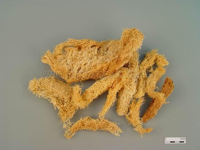 丝瓜/丝瓜网/丝瓜壳/瓜络/丝瓜筋/丝瓜瓤/Retinervus Luffae Fructus/Luffa cylindrica (L.) Roem./丝瓜络丝