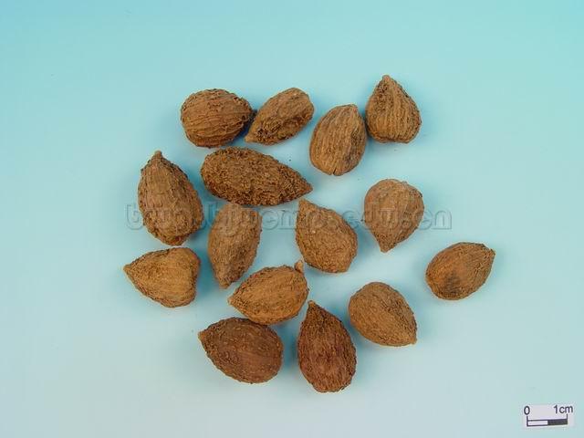 阳春砂/绿壳砂/海南砂/缩砂仁/缩砂蜜/Fructus Amomi/Amomum villosum Lour./Amomum villosum Lour.Var.Xanthioides T.L. Wu et Senjen/Amomum longiligulare T.L. Wu/砂仁/砂仁壳/梭砂