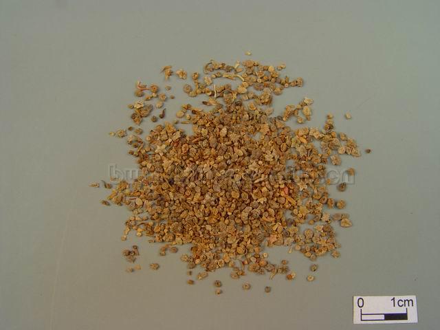  地肤/地葵/千头子/地麦/铁扫把子/Fructus Kochiae/Kochia scoparia (L.) Schrad./地肤子 