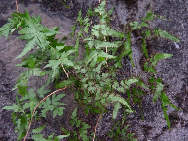  海金沙/左转藤灰/海金砂/Spora Lygodii/Lygodium japonicum (Thunb.) Sw./海金沙 