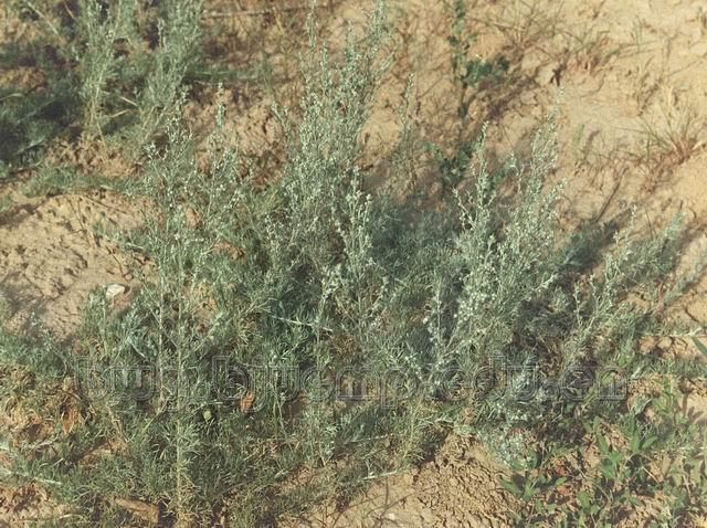  茵陈蒿/滨蒿/茵陈蒿/绵茵陈/绒蒿/马先/婆婆蒿/野兰蒿/Herba Artemisiae Scopariae/Artemisia capillaris Thunb./Artemisia scoparia Waldst. Et Kit./茵陈蒿咀 