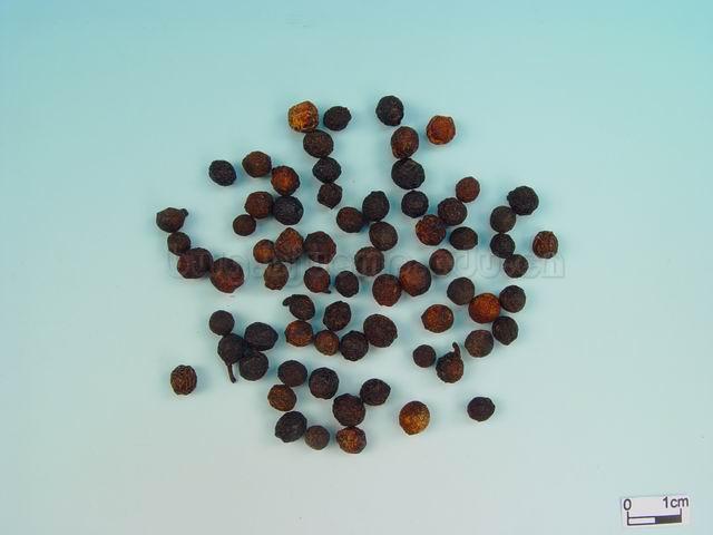 山鸡椒/毗陵茄子/毕茄/Fructus Litseae/Litsea cubeba (Lour.) Pers./荜澄茄 