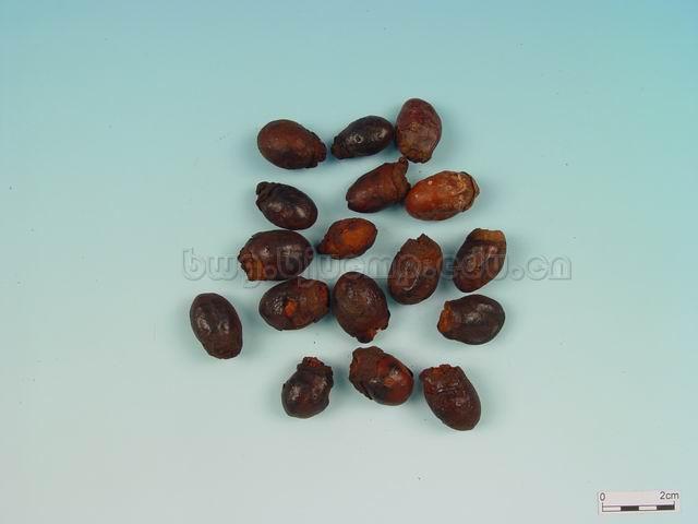 荔枝/荔仁/枝核/大荔核/Semen Litchi/Litchi chinensis Sonn./荔枝核/盐荔枝核/荔枝核炭