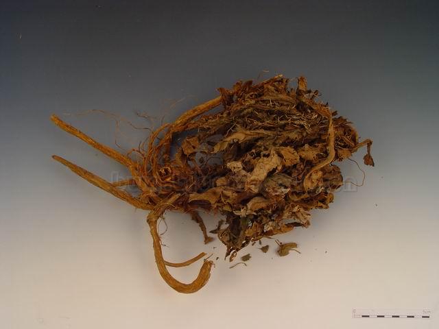 蓟/马蓟/虎蓟/刺蓟/山牛蒡/刺萝卜/野刺菜/老虎刺/山萝卜/马刺草/土红花/Herba Cirsii Japonici Radix Cirsii Japonici/Cirsium japonicum DC./大蓟