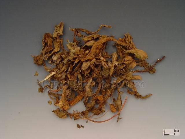 蓟/马蓟/虎蓟/刺蓟/山牛蒡/刺萝卜/野刺菜/老虎刺/山萝卜/马刺草/土红花/Herba Cirsii Japonici Radix Cirsii Japonici/Cirsium japonicum DC./大蓟