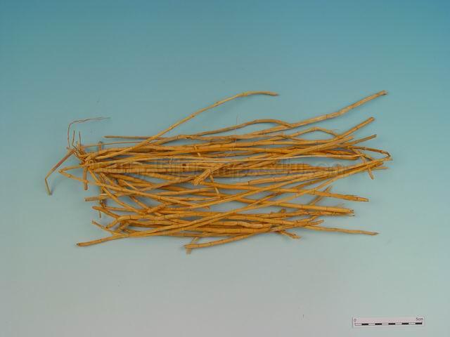 白茅/茅根/白花茅根/坚草根/甜草根/寒草根/Rhizoma Imperatae/Imperata cylindrica Beauv.Var.Major (Nees) C.E.Hubb./白茅根咀/白茅根炭