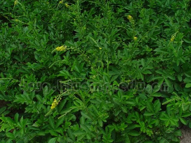  龙牙草/龙牙草/老鹳嘴/子母草/草龙牙/父子草/狼牙草/Herba Agrimoniae/Agrimonia pilosa Ledeb./仙鹤草咀 