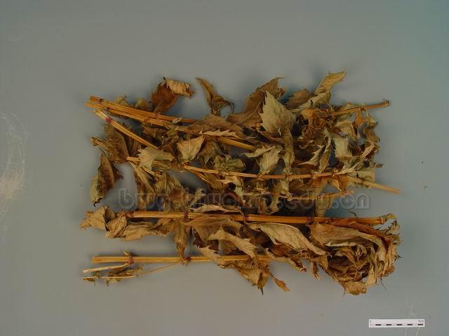 /虎兰/小泽兰/地瓜儿苗/奶孩/风药/蛇王菊/草泽兰/Herba Lycopi/Lycopus lucidus Turcz.Var.Hirtus Regel/泽兰咀
