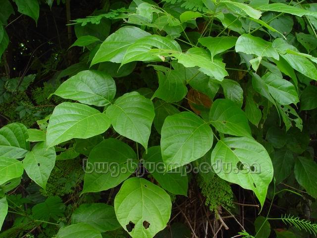  密花豆/血风藤/Caulis Spatholobi/Spatholobus suberectus Dunn/鸡血藤块/鸡血藤片/鸡血藤膏 