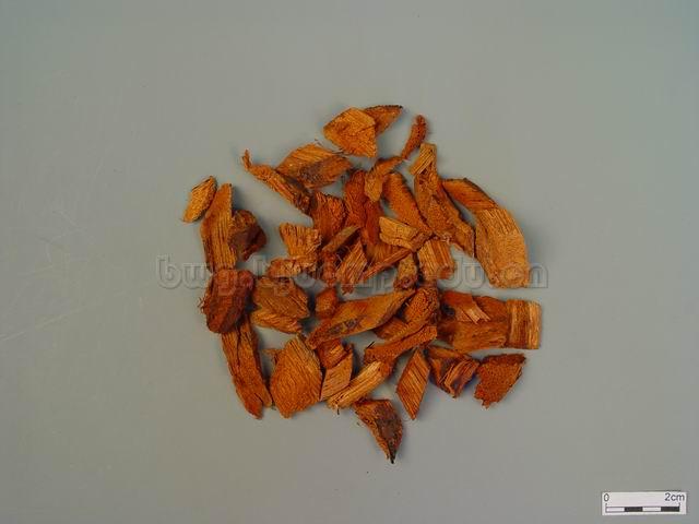  密花豆/血风藤/Caulis Spatholobi/Spatholobus suberectus Dunn/鸡血藤块/鸡血藤片/鸡血藤膏 