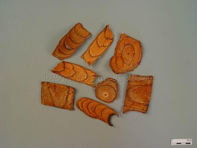  密花豆/血风藤/Caulis Spatholobi/Spatholobus suberectus Dunn/鸡血藤块/鸡血藤片/鸡血藤膏 