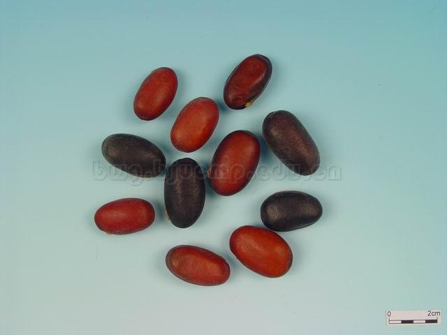 刀豆/刀豆子/大刀豆/关刀豆/刀鞘豆/马刀豆/刀培豆/Semen Canavaliae/Canavalia gladiata (Jacq.) DC./刀豆