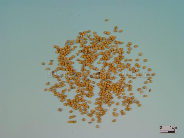  粟/蘖米/谷蘖/稻蘖/稻芽/Fructus Setariae Germinatus/Setaria italica (L.)BeauV./谷芽/炒谷芽 