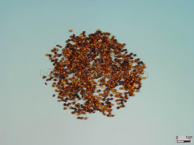  粟/蘖米/谷蘖/稻蘖/稻芽/Fructus Setariae Germinatus/Setaria italica (L.)BeauV./谷芽/炒谷芽 