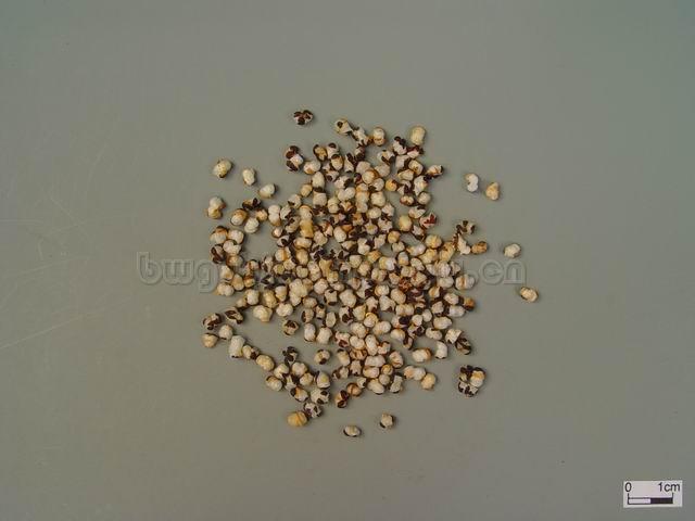  麦蓝菜/不留行/王不流行/箭金花，金剪刀草/麦篮子/Semen Vaccariae/Vaccaria segetalis (Neck.) Garcke/王不留行/炒王不留行 