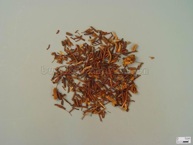  紫菀/青苑/返魂草根/夜牵牛/紫苑茸/Radix Asteris/Aster tataricus L.f./蜜炙紫菀 