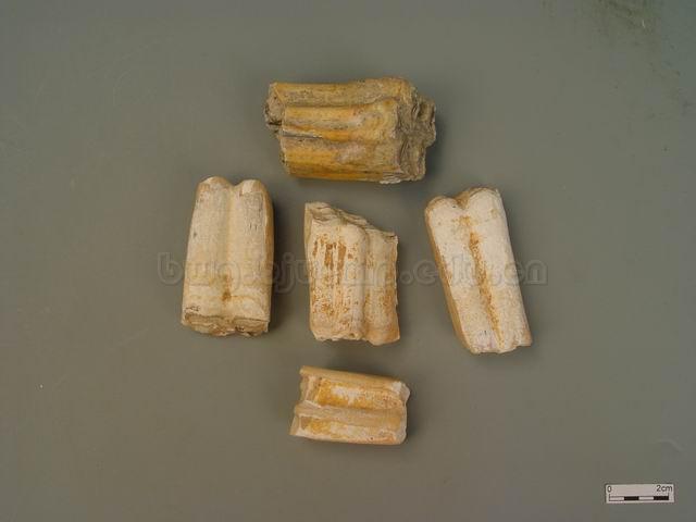  为古代哺乳动物如象/犀牛类/三趾马等的牙齿的化石/青龙齿/白龙齿/Dens Draconis/Fossil paleovertebrales/龙齿/煅龙齿 