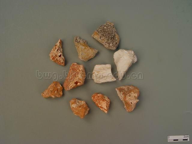  为古代哺乳动物如象/犀牛类/三趾马等的牙齿的化石/青龙齿/白龙齿/Dens Draconis/Fossil paleovertebrales/龙齿/煅龙齿 