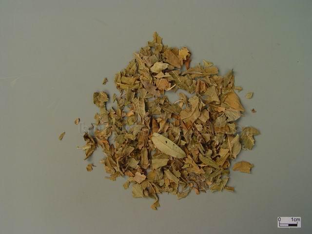  罗布麻/吉吉麻/泽漆麻/红花草/野茶/罗不的尔/Folium Apocyni Veneti/Apocynum venetum L./罗布麻叶 