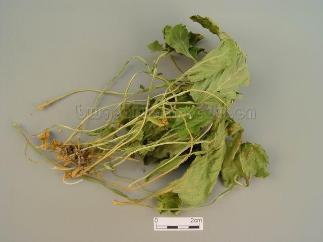  紫花地丁/紫地丁/兔耳草/辽堇菜/Herba Violae/Viola yedoensis Makino/紫花地丁 