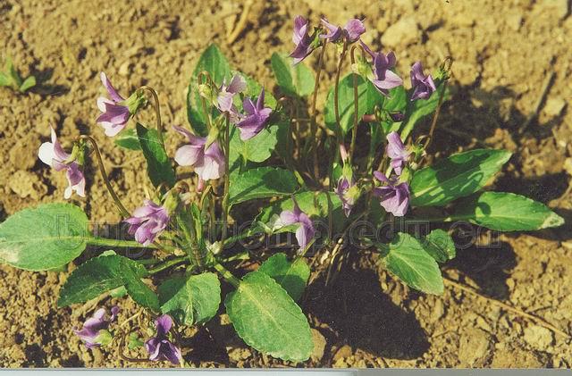  紫花地丁/紫地丁/兔耳草/辽堇菜/Herba Violae/Viola yedoensis Makino/紫花地丁 
