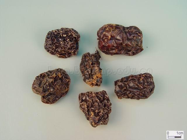枣/干枣/美枣/良枣/红枣/Fructus Jujubae/Ziziphus jujuba Mill./大枣/乌枣