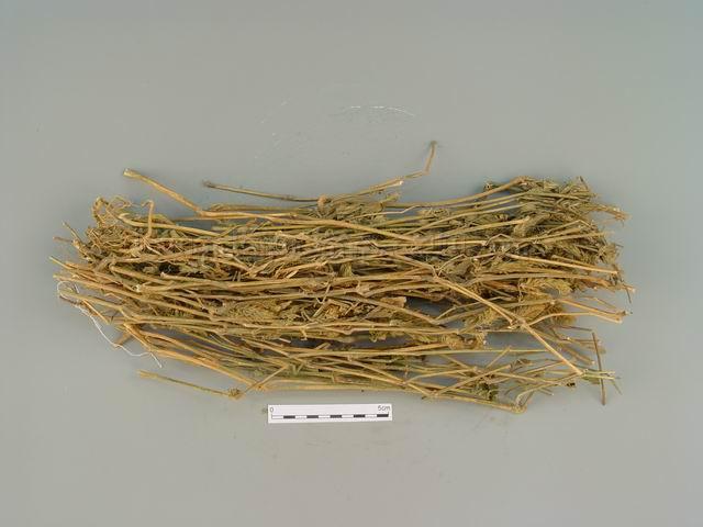  穿心莲/一见喜/苦胆草/四方莲/金香草/苦草/印度草/Herba Andrographis/Andrographis paniculata (Burm.f.) Nees/穿心莲 