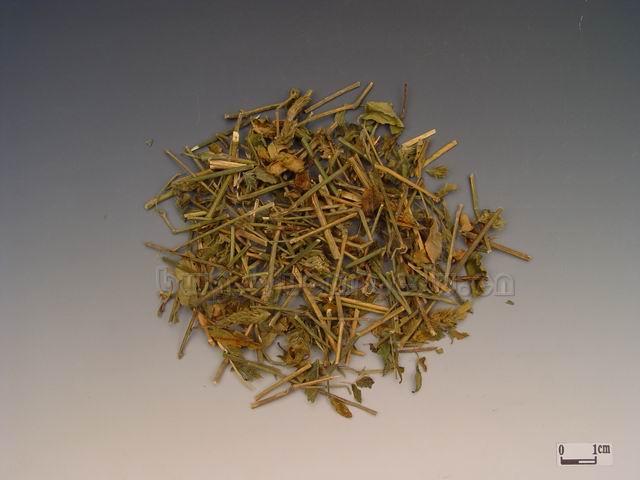  穿心莲/一见喜/苦胆草/四方莲/金香草/苦草/印度草/Herba Andrographis/Andrographis paniculata (Burm.f.) Nees/穿心莲 