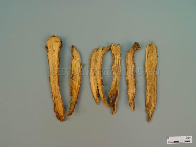  川续断/龙豆/接骨/南草/接骨草/川断/Radix Dipsaci/Dipsacus asperoides C.Y.Cheng T.M.Ai/续断片/酒续断片 
