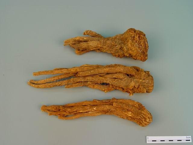 当归/干归/Radix Angelicae Sinensis/Angelica sinensis (Oliv.) Diels/当归片(横)/当归片(斜切)/酒当归头片