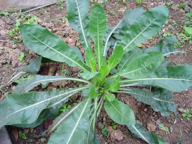  马蓝/蓼蓝/菘蓝/青蛤粉/蓝露/淀花/Indigo Naturalis/Baphicacanthus cusia (Nees) Bremek./Poligonum tinctorium Ait./Isatis indigotica Fort./青黛 