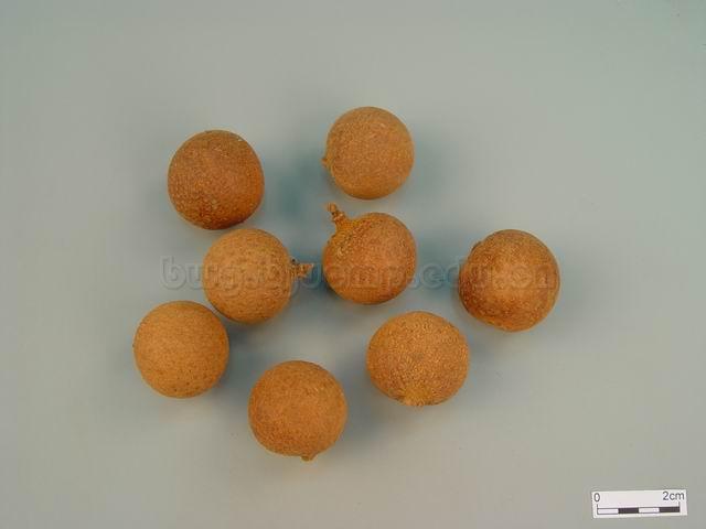 龙眼/益智/蜜脾/龙眼干/Arillus Longan/Dimocarpus longan Lour./龙眼肉