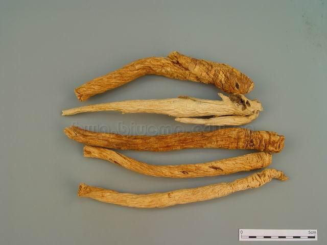  轮叶沙参/杏叶沙参/沙参/知母/白沙参/泡参/土人参/白参/Radix Adenophorae/Adenophora tetraphylla (Thunb.) Fisch./Adenophora stricta Miq./南沙参咀 