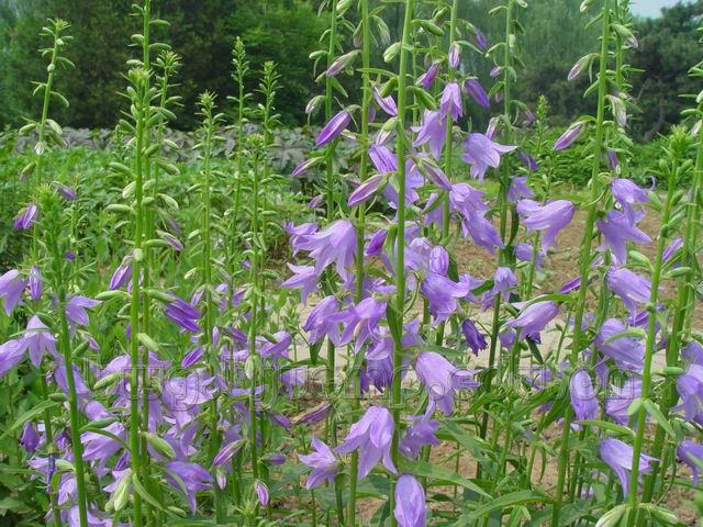  轮叶沙参/杏叶沙参/沙参/知母/白沙参/泡参/土人参/白参/Radix Adenophorae/Adenophora tetraphylla (Thunb.) Fisch./Adenophora stricta Miq./南沙参咀 