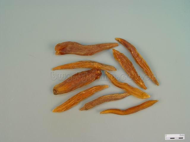  天冬/天门冬/大当门根/Radix Asparagi/Asparagus cochinchinensis (Lour.) Merr./天冬片/天冬咀 