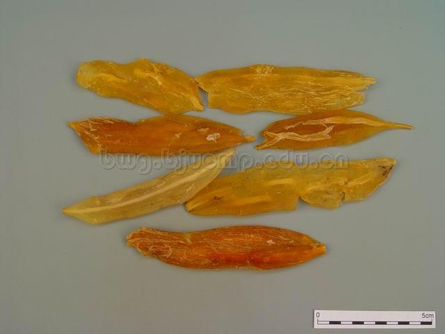  天冬/天门冬/大当门根/Radix Asparagi/Asparagus cochinchinensis (Lour.) Merr./天冬片/天冬咀 