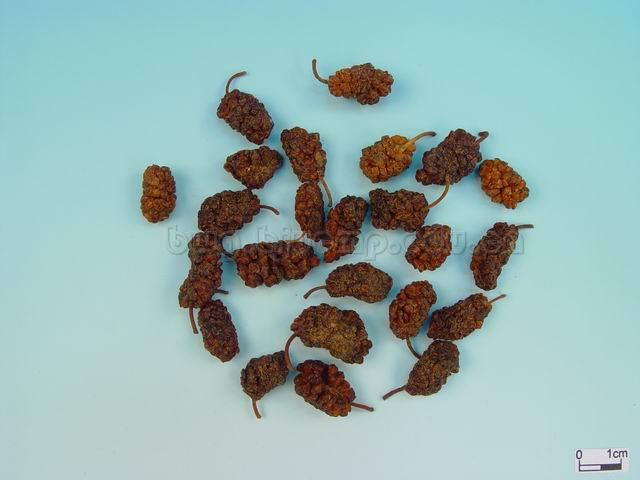 桑/桑实/乌椹/文武实/黑椹/桑枣/桑椹子/Fructus Mori/Morus alba L./桑椹