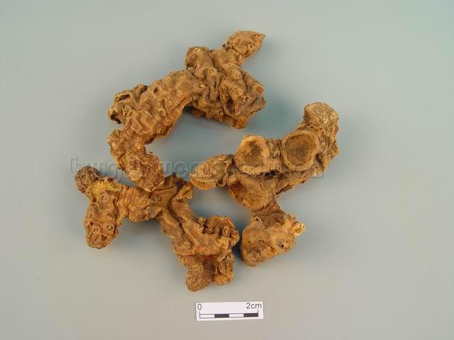  射干/剪刀草/黄远/扁竹/乌扇/Rhizoma Belamcandae/Belamcanda chinensis (L.) DC./射干片 