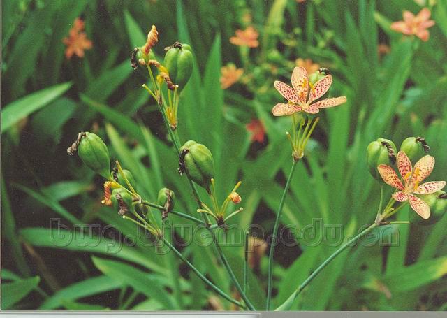  射干/剪刀草/黄远/扁竹/乌扇/Rhizoma Belamcandae/Belamcanda chinensis (L.) DC./射干片 
