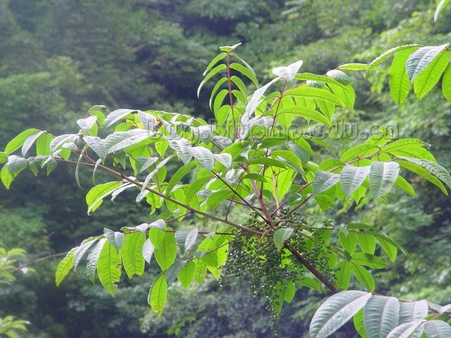  漆树/漆渣/漆底/漆脚/Resina Taxicodendri/Toxicodendron vernicifluum(Stokes)F.A.Barkl./干漆炭 