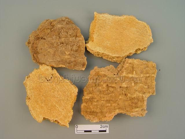 臭椿/香椿皮/椿皮/春颠皮/Cortex Ailanthi/Ailanthus altissimoa (Mill.) Swingle/椿白皮丝/椿白皮片